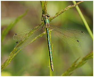 Lestes dryas femelle