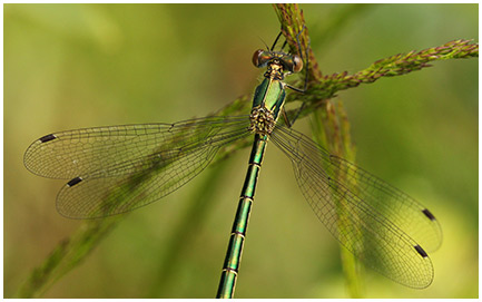 Lestes dryas femelle