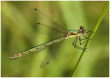 Lestes dryade femelle