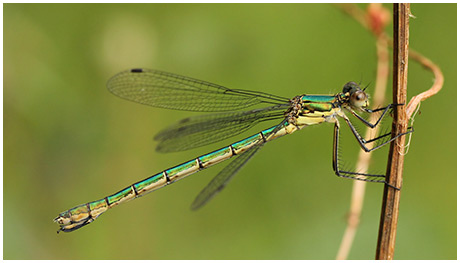 Lestes dryas femelle