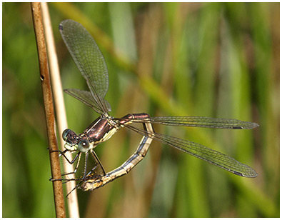 Lestes dryas femelle