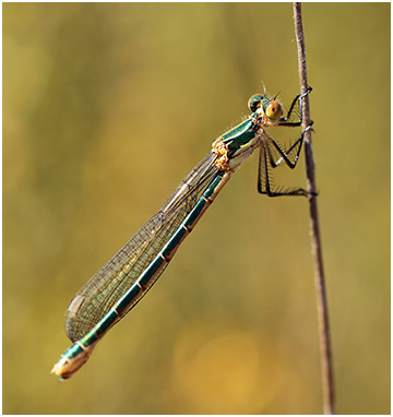 Lestes dryas femelle émergente