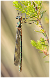 Lestes dryas femelle émergente