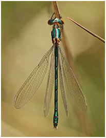 Lestes dryas femelle émergente