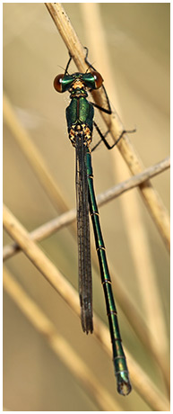 Lestes dryas mâle émergent