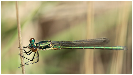 Lestes dryas mâle émergent