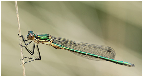 Lestes dryas mâle émergent