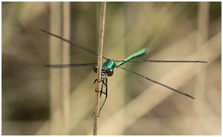 Lestes dryas mâle immature