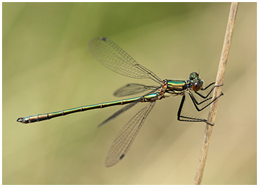 Lestes dryas mâle immature