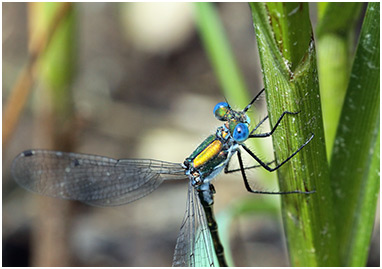 Lestes dryas mâle mature