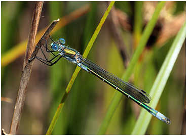 Lestes dryas mâle mature