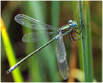 Lestes dryas mâle mature