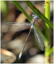 Lestes dryas mâle mature