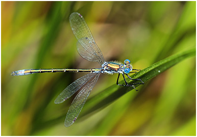 Lestes dryas mâle mature