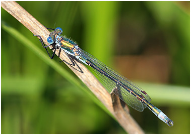 Lestes dryas mâle mature