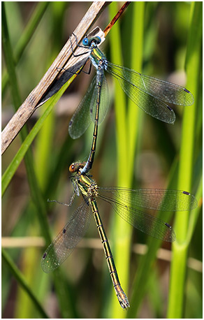 Lestes dryas tandem 