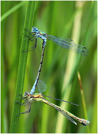 Lestes dryas tandem 