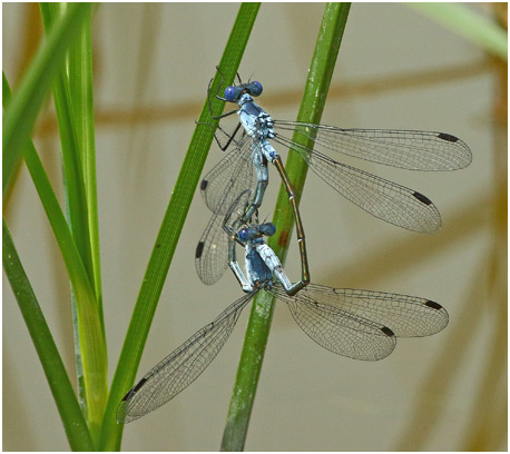 Lestes macrostigma accouplement