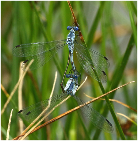 Lestes macrostigma accouplement