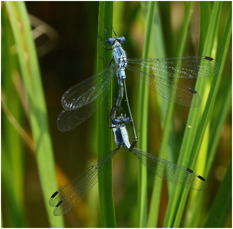 Lestes macrostigma accouplement