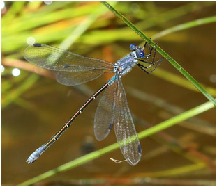 Lestes macrostigma femelle mature