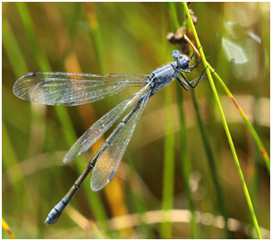 Lestes macrostigma femelle mature