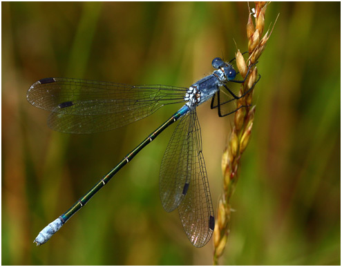 Lestes macrostigma femelle