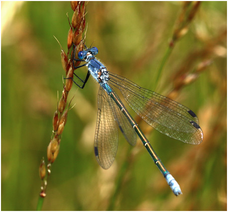 Lestes macrostigma femelle