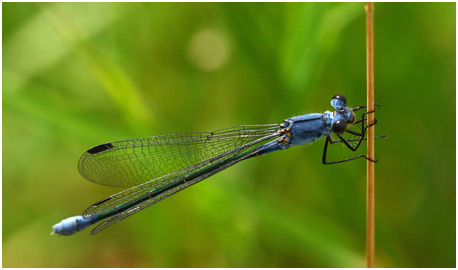 Lestes macrostigma femelle immature