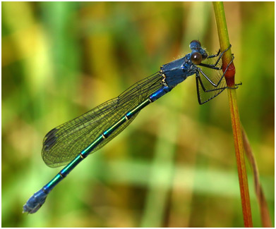 Lestes macrostigma femelle immature