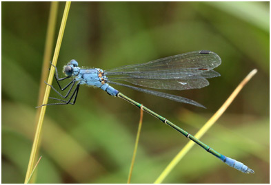 Lestes macrostigma mâle