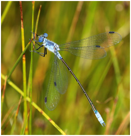 Lestes macrostigma mâle