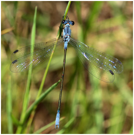 Lestes macrostigma mâle