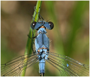 Lestes macrostigma mâle