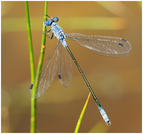 Lestes macrostigma mâle