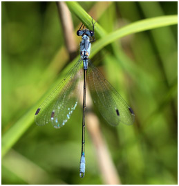 Lestes macrostigma mâle