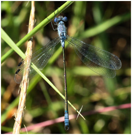 Lestes macrostigma mâle