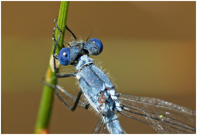 Lestes macrostigma mâle mature