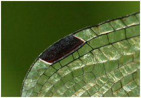 Lestes macrostigma ptérostigmas