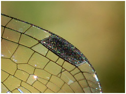 Lestes macrostigma ptérostigmas