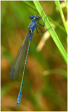 Lestes macrostigma male immature