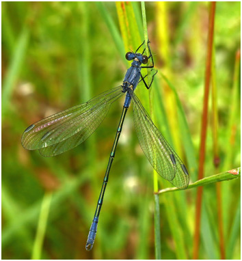 Lestes macrostigma male immature