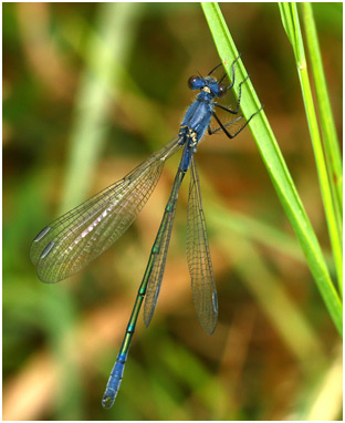 Lestes macrostigma male immature