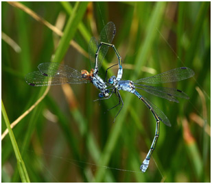 Lestes macrostigma prédation