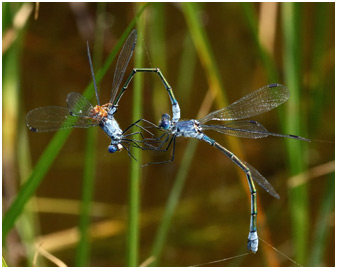 Lestes macrostigma prédation