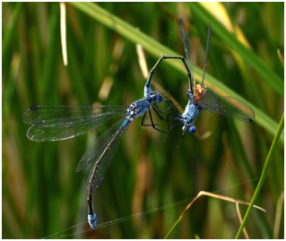 Lestes macrostigma prédation