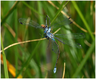 Lestes macrostigma prédation