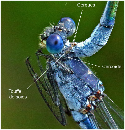 Lestes macrostigma - prise du mâle