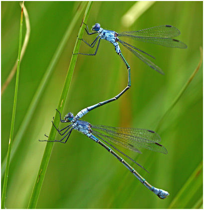 Lestes macrostigma tandem