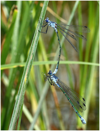 Lestes macrostigma tandem